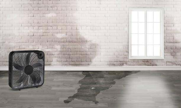 Best Water damage cleanup near me  in Westke, LA